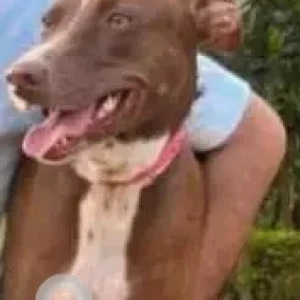 A White-Brown Mix Indie Dog Missing from Navi Mumbai-3