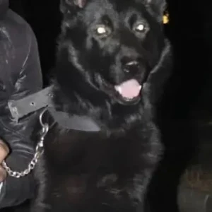 A Black German Shepherd Dog Missing from Sector 18