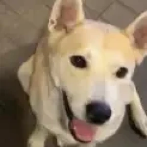 A White-Brown Mix Pitsky Dog Missing from Sanjay Park-3