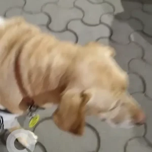 A Light Brown Labrador Dog Found from C-3, Ground Floor, Malviya-3