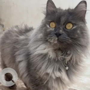 A White and Grey Persian Cat Missing from Bani Yas – East 10