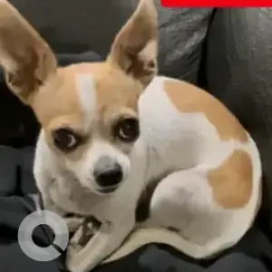 A White-Brown Mix Chihuahua Dog Missing from Bettahalasuru