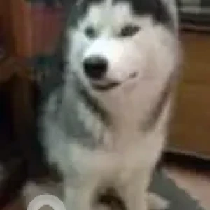 A Black and White Husky Dog Missing from Gautam Nagar, Delhi AIIMS-2