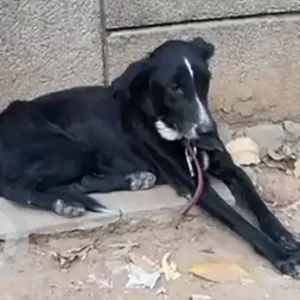 A Black and White Indie Dog Found from Patel Nagar