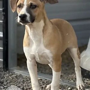 A White-Brown Mix Hound/Pitbull Dog Missing from June Ave and County Road