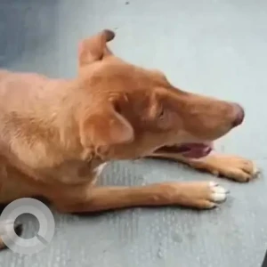 A Brown Indie Dog Missing from Ghitorni, New Delhi