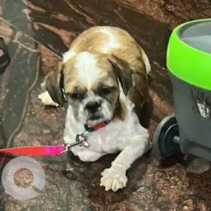 A White-Brown Mix Shih Tzu Dog Missing from Harmal-2