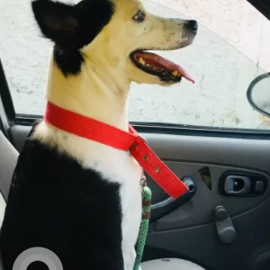 A Black and White Indie Dog Missing from Kanathur-2
