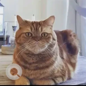 A Brown Persian Cat Missing from Villa 35, Amaranta 3-2