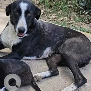 A Black and White Indie Dog Missing from Nehru Park, Chanakypuri