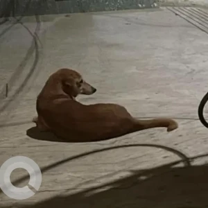 A White-Brown Mix Indie Dog Missing from Sushant Lok C block, Gurgaon-3