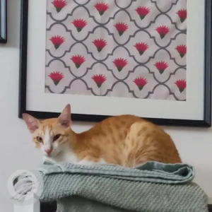 A White-Brown Mix Ginger cat Cat Missing from Horamavu Main Road, Near Trust-in Hospital-3