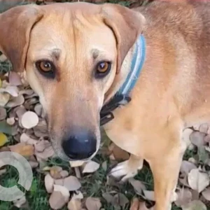 A White-Brown Mix Indie Dog Missing from Pitampura