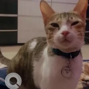 A White-Brown Mix Calico Cat Missing from Belapur sector 19