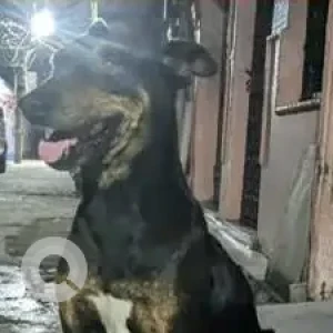 A Black and Brown Indie Dog Missing from Sanjay Enclave, Uttam Nagar-3