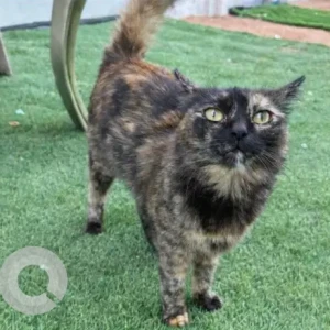 A Black Domestic Shorthair Cat Missing from Al Mushrif