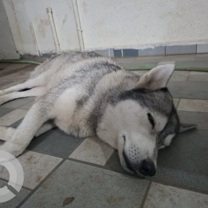 A White and Grey Husky Dog Found from Chikhali Patilnagar-2