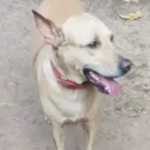 A White-Brown Mix Indie Dog Missing from Madel Pequeno