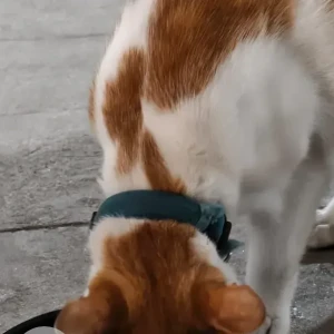 A White-Brown Mix Indie Cat Found from Somasundarapalya, HSR layout-2