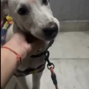 A White Indie Dog Found from C5A Janakpuri