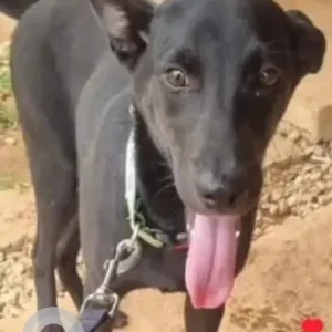 A Black Indie Dog Missing from Bennigana Halli, Bengaluru