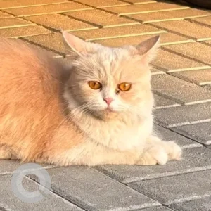 A White Persian Cat Found from Ajman