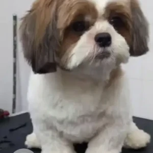 A White-Brown Mix Shih Tzu Dog Missing from Saligramam, Chennai