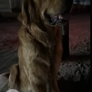 A Golden Golden Retriever Dog Found from Warsan plant nursery market-3