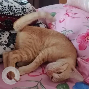 A Orange Generic Cat Missing from RC Mansion, Srinivass Nilaya-3