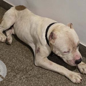 A White Pitbull Dog Found from Sector 47, Gurugram