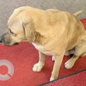 A Brown Indie mix Dog Found from Dwarka Sector 22-2