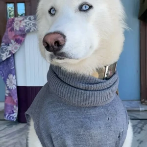 A White Husky Dog Missing from YPS Chowk-3