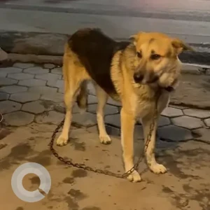 A Black and Brown Indie Dog Found from siphal kalopool (dolakhali fresh meat shop)