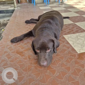A Brown Labrador Dog Found from Itanagar-3