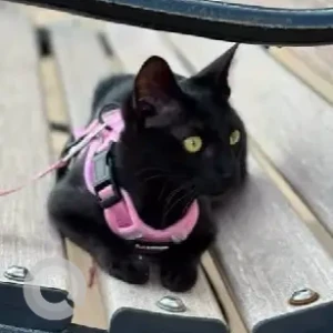 A Black Bombay Cat Missing from NGEF layout, Nagarbhavi