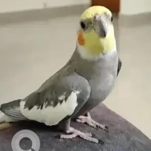 A Grey Cocktail Bird Bird Missing from Bengaluru