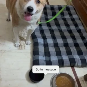 A White-Brown Mix Indie Dog Found from Lajpat Nagar-3