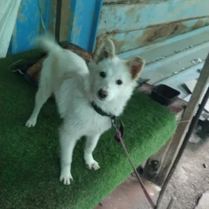 A White Pomeranian Dog Found from Inderprastha, Sector 17