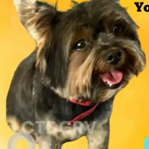 A Black and Brown Yorkshire Terrier Dog Missing from Pondside dr