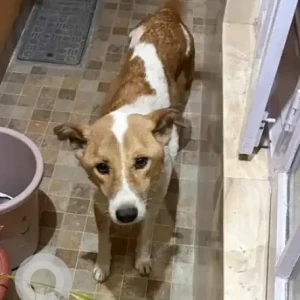 A White-Brown Mix Indie Dog Found from Koramangala