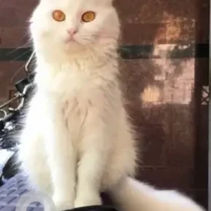 A White Persian Cat Missing from HRBR Layout, Kalyan Nagar