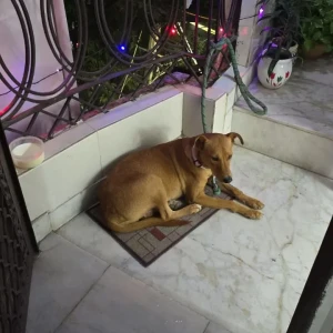 A White-Brown Mix Indie Dog Missing from Subash Nagar-2