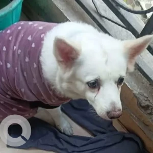 A White Pomeranian Dog Found from RPS restaurant Savitri Nagar-3