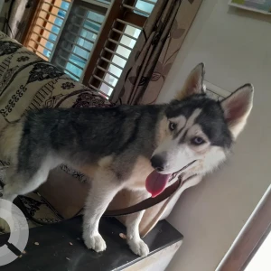A White and Grey Siberian Husky Dog Found from Yelahanka, Bengaluru