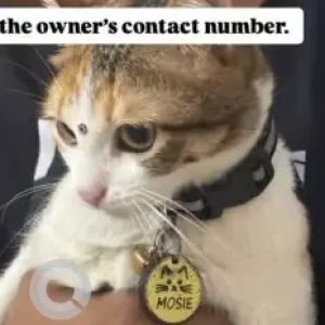 A White-Brown Mix Calico Cat Missing from Chengalpet Forest Area-3