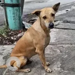A White-Brown Mix Indie Dog Found from Akshayanagar, Bengaluru-2