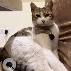 A White and Grey Arabian Mau Cat Missing from Mudon Al Naseem