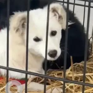 A White Mix Dog Missing from Bar Peepal street of Attariya