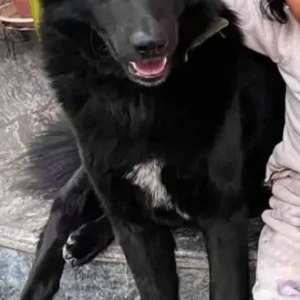 A Black Mix Dog Missing from Batikha Tol