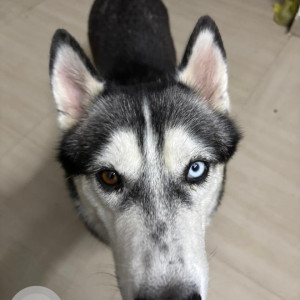 A Black and White Husky Dog Found from Sector 57, Mohali-3